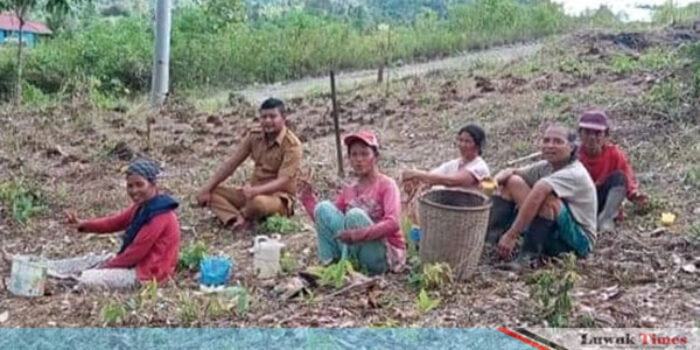 Setiap Pekan Desa Dongkalan Produksi Minyak Nilam Ratusan Liter