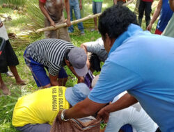 Polsek Lamala Evakuasi Mayat Pria Tua di Areal Kebun Kelapa