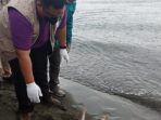 Dukung Konservasi Penyu Berbasis Ekowisata, JOB Pertamina Medco E&P Tomori Selamatkan Ekosistem Pesisir Laut Sinorang