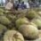 Penjual Durian