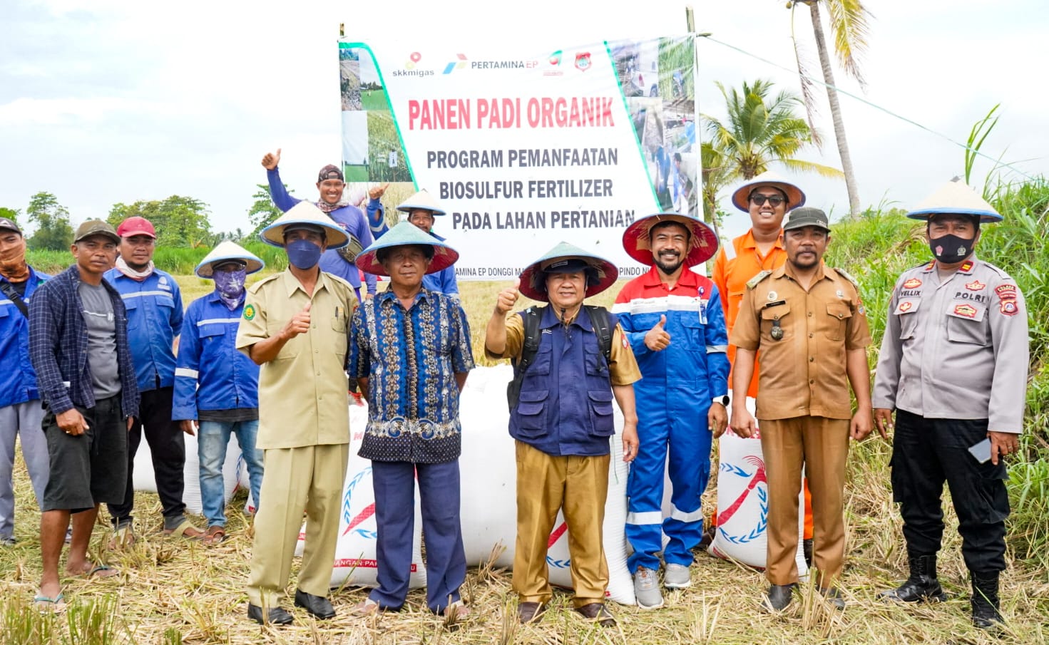 Panen Padi Organik menggunakan Teknologi Biosulfur dari PT. Pertamina EP Donggi Matindok Field, Senin (24/04/2022). (Foto : ISITIMEWA)