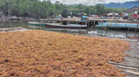Penyakit Tanaman Serang Petani Rumput Laut di Tinangkung Bangkep