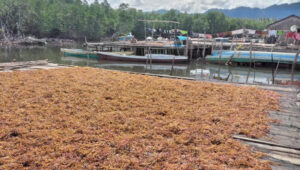 Penyakit Tanaman Serang Petani Rumput Laut di Tinangkung Bangkep