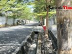 14 Pohon Peneduh Jalan Kota Luwuk Banggai Dirusak OTK