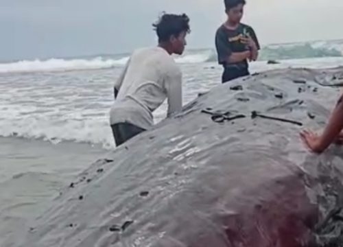 Penemuan ikan Paus di Balantak Banggai