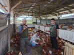 Berbuah Hasil, Kelompok Ternak Binaan Comdev PT. KFM Mulai Panen Ayam Petelur