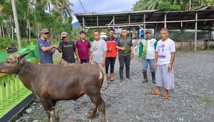 Pererat Silaturahmi dan Ketaqwaan, PT. KFM Serahkan 10 Ekor Sapi Kurban di Kabupaten Banggai