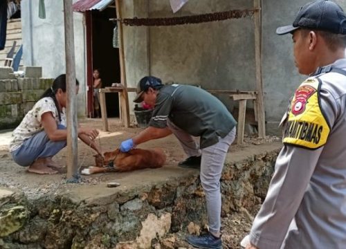 Antisipasi Rabies, Disnakkeswan Vaksin Door To Door di Luwuk Timur