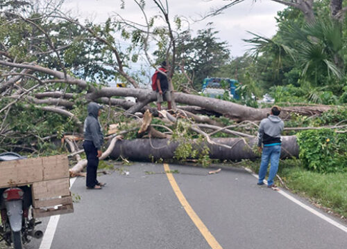 Pohon Tumbang di Nuhon Banggai Halangi Arus Kendaraan Jalan Trans Sulawesi