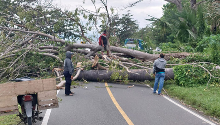 Pohon Tumbang di Nuhon Banggai Halangi Arus Kendaraan Jalan Trans Sulawesi