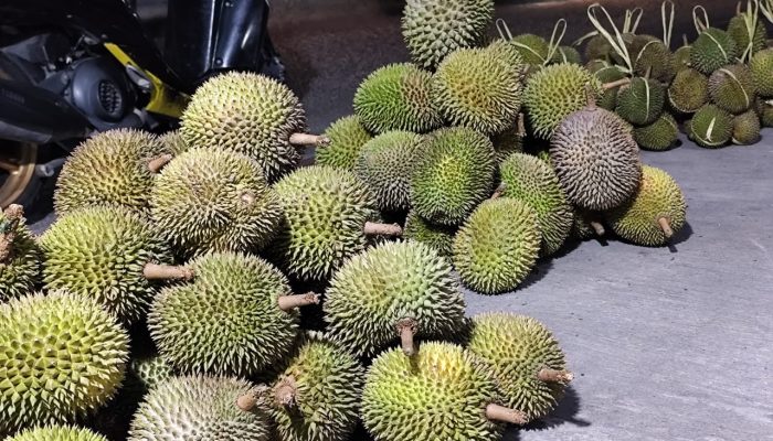 Banjiri Kota Luwuk, Ini Harga Durian Banggai Hingga Poso