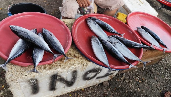 Musim Ikan Tapi Harga Naik? Ini Penjelasan Pedagang Pasar Simpong