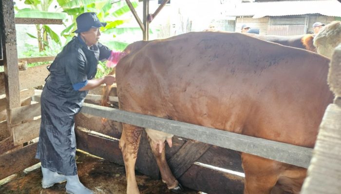 Kolaborasi Pemda Banggai, JOB Tomori Gelar Pelatihan Inseminasi Buatan Sapi Ternak di Moilong