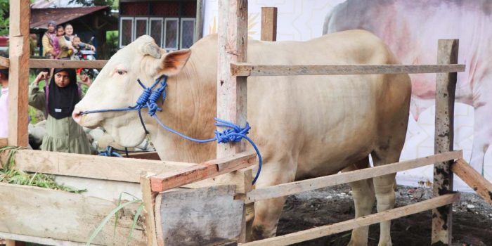 Penjelasan Kepala Disnakeswan Banggai Soal Sapi Kurban Bantuan Presiden untuk Warga