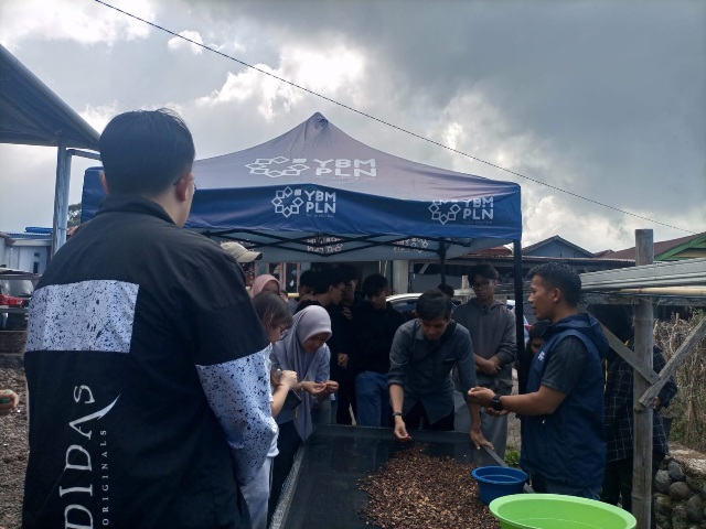 Mahasiswa Singapore Polytechnic Pelajari Produksi Teh Cascara di Desa Lembanna Binaan YBM PLN UIP Sulawesi