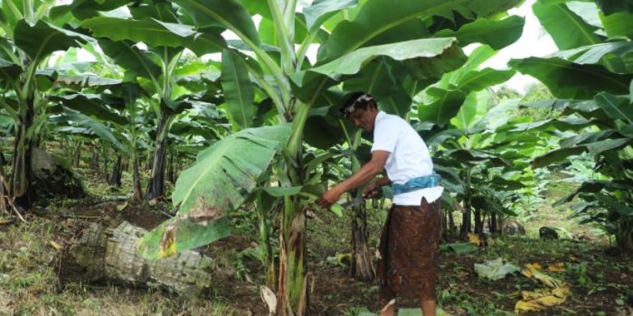 Berdaya dengan Akses Reforma Agraria, Desa Asahduren Lebih Produktif dengan Pisang Cavendish
