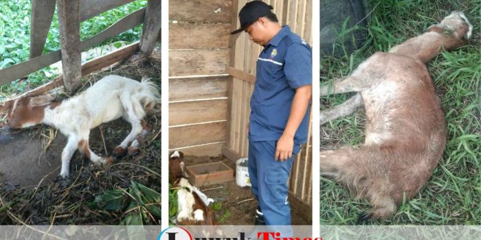70 Kambing Bantuan Mati Diduga Kena Penyakit, Anggota DPRD Banggai Helton Abd Hamid Desak Disnakeswan Jangan Cuci Tangan