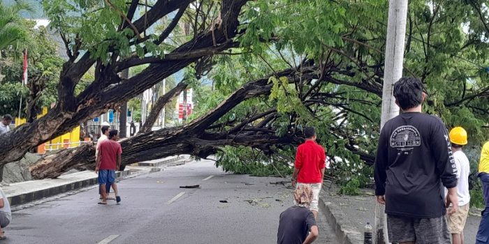 Hujan Deras di Luwuk, Tiga Pohon Tumbang Tutup Jalan MT Haryono