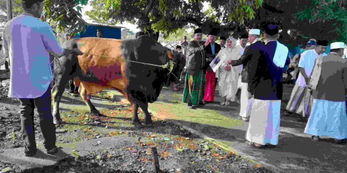 Sapi Kurban Presiden Prabowo 875 Kg Disembelih di Masjid Agung An-Nuur Luwuk