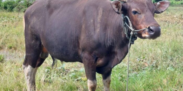 30 Sapi dan 2 Kambing Kurban, Wujud Kepedulian dan Cinta Berbagi Keluarga Besar CPP Senoro