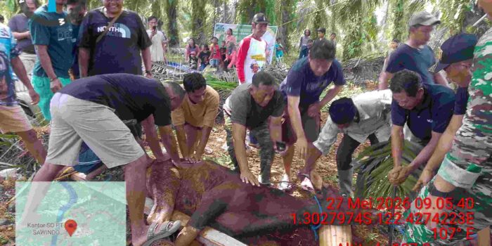 Wujud Syukur dan Kepedulian, PT Sawindo Cemerlang Kurbankan 2 Ekor Sapi untuk 265 Karyawan