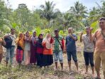 Pengembangan Cabai di Masama (1)_OKKK