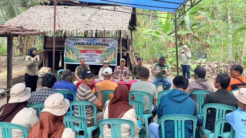 Gandeng PT PAU, TPHP Banggai Gembleng Petani Jagung Batui dan Kintom Lewat Sekolah Lapang
