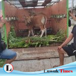 Pencuri Sapi di Luwuk Timur Ditangkap Polisi, Terungkap Saat Pelaku Menjual 8 Juta