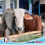Dituding Tolak Bantuan Pokir 10 Ekor Sapi DPRD Sulteng, Kades Lauwon Beri Klarifikasi Tegas