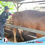 Kolaborasi Pemda Banggai, JOB Tomori Gelar Pelatihan Inseminasi Buatan Sapi Ternak di Moilong
