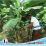 Berdaya dengan Akses Reforma Agraria, Desa Asahduren Lebih Produktif dengan Pisang Cavendish