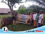 Beniyanto Salurkan 18 Sapi Kurban untuk Banggai, Morowali Utara dan Kota Palu, Warga Pelosok Ikut Rasakan Kebahagiaan Idul Adha
