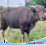30 Sapi dan 2 Kambing Kurban, Wujud Kepedulian dan Cinta Berbagi Keluarga Besar CPP Senoro